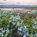 Flowers in the Atacama desert with water in the background 